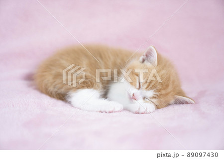 ピンクバックと眠るスコティシュフォールドの仔猫 ピンクバックと眠るスコティシュフォールドの仔猫 89097430