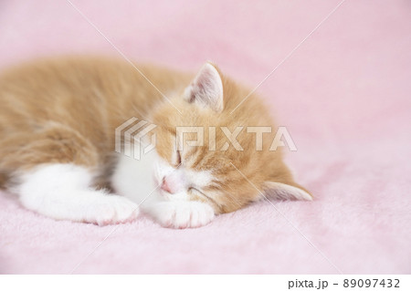 ピンクバックと眠るスコティシュフォールドの仔猫 ピンクバックと眠るスコティシュフォールドの仔猫 89097432