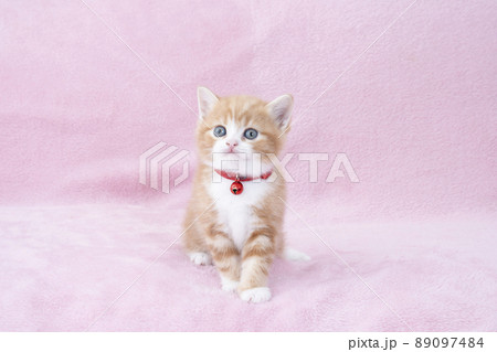 ピンクバックと鈴をつけたスコティシュフォールドの仔猫 89097484