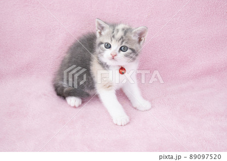 ピンクバックと鈴をつけたスコティシュフォールドの仔猫 ピンクバックと鈴をつけたスコティシュフォールドの仔猫 89097520