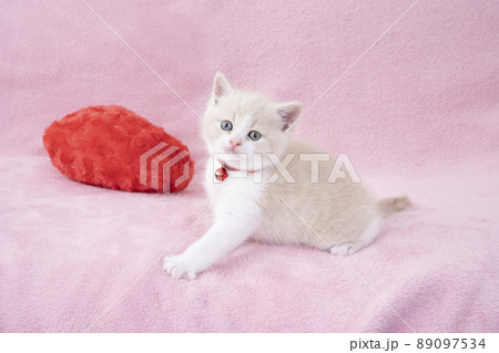 ピンクバックと赤いハートと鈴をつけたスコティシュフォールドの仔猫 89097534