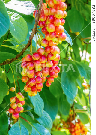 Chinese lemongrass (Schisandraceae). Bunches of ripening berries on the vine of the shrub 89097632