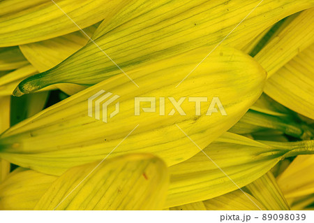 Green Flower Daisy pedals piled together 89098039