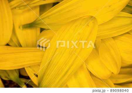 Yellow daisy pedals piled together 89098040