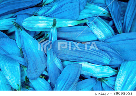 Bunch of blue colored daisy pedals piled together 89098053