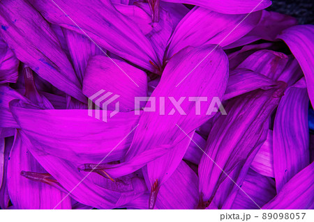 Purple daisy flower pedals piled together 89098057