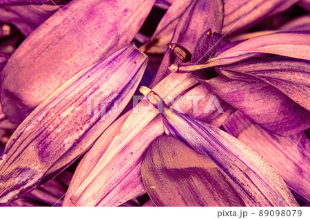 Purple daisy flower pedals piled together 89098079