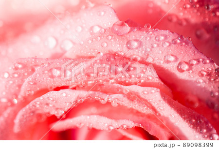Blooming beautiful colorful fresh rose with dew on petals Blooming beautiful colorful fresh rose with dew on petals 89098399