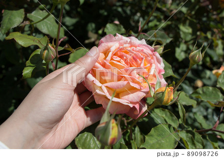 Beautiful colorful Rose Flower in hand Beautiful colorful Rose Flower in hand 89098726