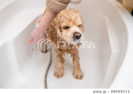 Groomer washing cocker spaniel standing in bathroom 89099553