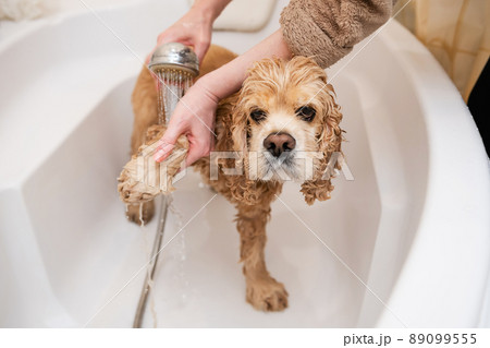 Groomer washing paw of american cocker spaniel standing in bathroom 89099555