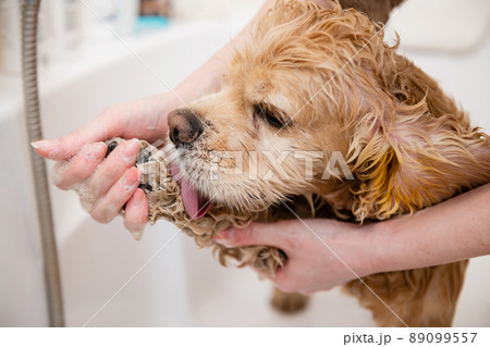 A female hand washes a spaniel's paw with shampoo. A female hand washes a spaniel's paw with shampoo. 89099557