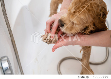 Groomer washing paw of american cocker spaniel standing in bathroom 89099559