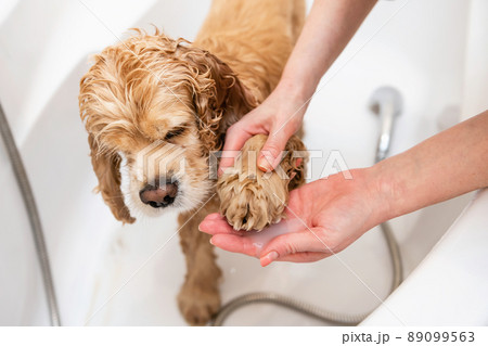 Groomer washing paw of american cocker spaniel standing in bathroom Groomer washing paw of american cocker spaniel standing in bathroom 89099563