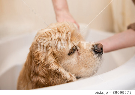 American cocker spaniel in the bathroom. Close-up. American cocker spaniel in the bathroom. Close-up. 89099575