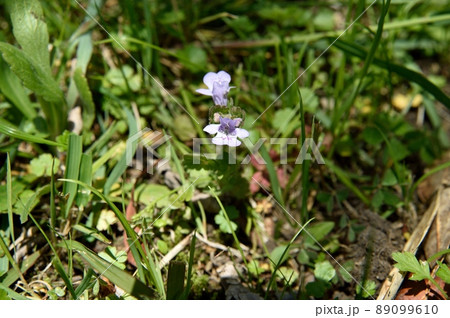 カキドオシの花 89099610