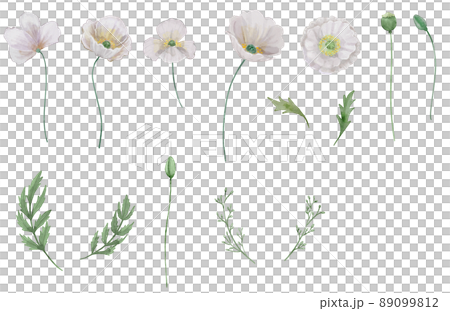 水彩罌粟花 89099812