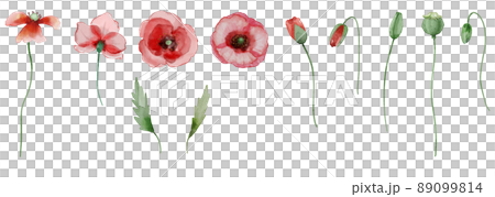 水彩罌粟 89099814