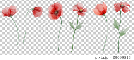 水彩罌粟 89099815
