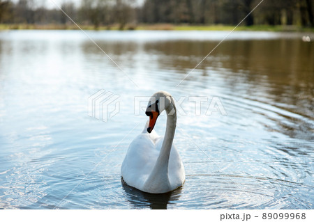 White swan in the wild. A beautiful swan swimming in the lake. Blue water, sunny weather, beauty of the nature. Cygnus olor. Close-up view. White swan in the wild. A beautiful swan swimming in the lake. Blue water, sunny weather, beauty of the nature. Cygnus olor. Close-up view. 89099968