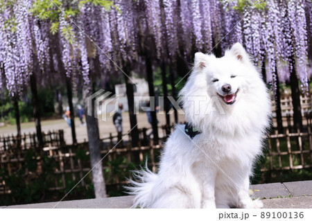 日本スピッツと藤 89100136
