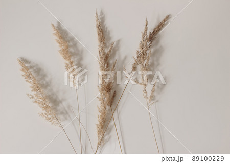 Close-up of beautiful dry grass bouquet. Festuca plant. Botanical texture. Beige wall, table background. Floral decoration. Natural detail. Feminine still life. Autumn, fall composition, web banner. Close-up of beautiful dry grass bouquet. Festuca plant. Botanical texture. Beige wall, table background. Floral decoration. Natural detail. Feminine still life. Autumn, fall composition, web banner. 89100229