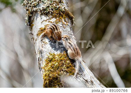 エゾシマリスの恋の季節 2匹並んで エゾシマリスの恋の季節 2匹並んで 89100766