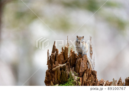 倒木で一休みするエゾシマリス 89100767