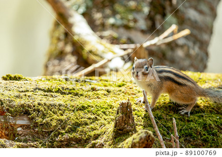 倒木で一休みするエゾシマリス 89100769