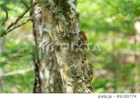 エゾシマリスの恋の季節　2匹並んで 89100774