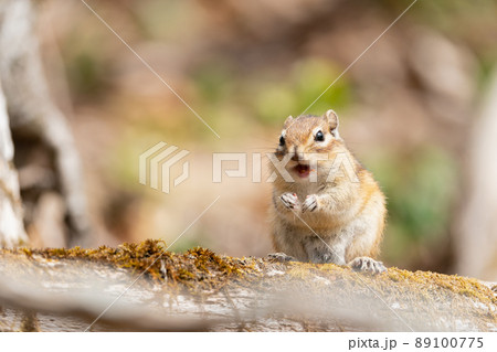 倒木で採食する春のエゾシマリス 89100775