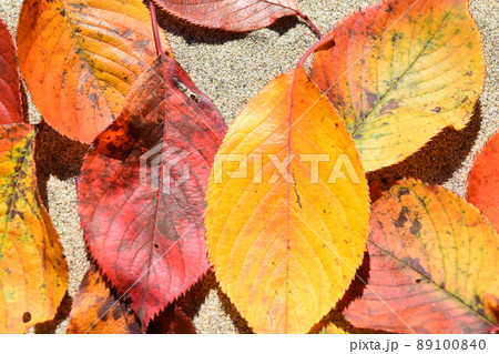 紅葉した落ち葉 テクスチャ 紅葉した落ち葉 テクスチャ 89100840