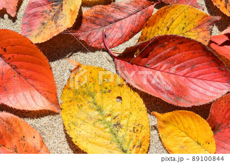 紅葉した落ち葉 テクスチャ 89100844