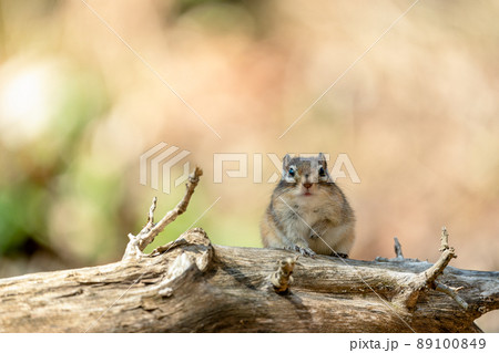 冬眠から目覚めたエゾシマリス　倒木の上で一休み 89100849