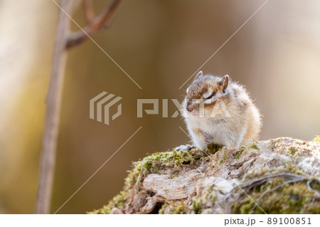 倒木で居眠りするエゾシマリス 89100851