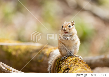 立って愛嬌を振りまく春のエゾシマリス 89100854