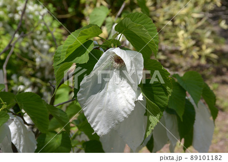 ハンカチノキ 89101182