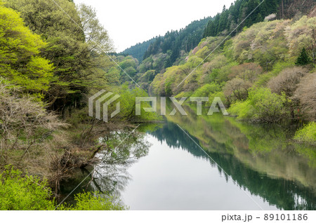 茨城県北茨城市　春の朝の水沼ダム 89101186
