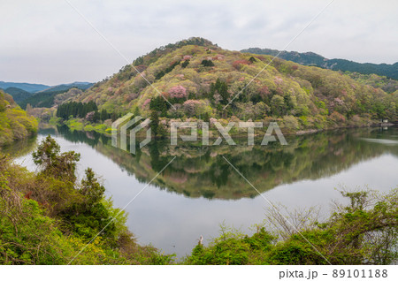 茨城県北茨城市 春の朝の水沼ダム 茨城県北茨城市 春の朝の水沼ダム 89101188