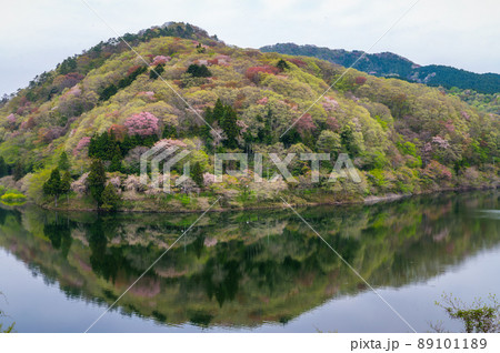 茨城県北茨城市 春の朝の水沼ダム 茨城県北茨城市 春の朝の水沼ダム 89101189
