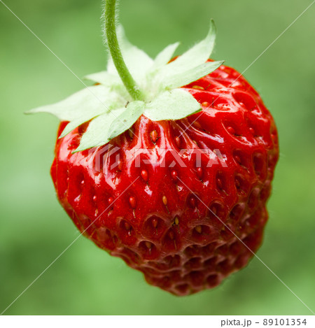 Fresh strawberry Fresh strawberry 89101354