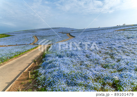 茨城県ひたちなか市　ひたち海浜公園見晴らしの丘の満開のネモフィラ 89101479