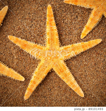 starfish on the sand 89101493