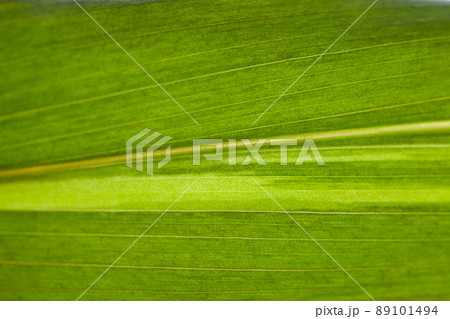 green leaf backdrop green leaf backdrop 89101494