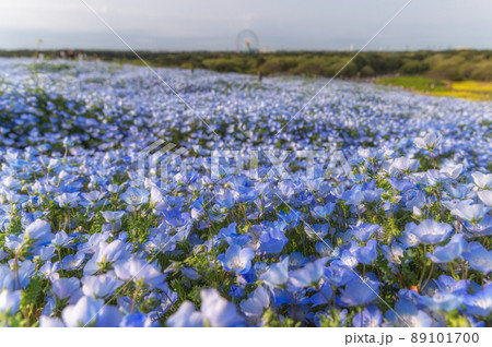 茨城県ひたちなか市 ひたち海浜公園見晴らしの丘の満開のネモフィラ 茨城県ひたちなか市 ひたち海浜公園見晴らしの丘の満開のネモフィラ 89101700