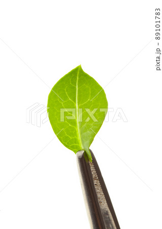 leaf in tweezers, isolated on white 89101783