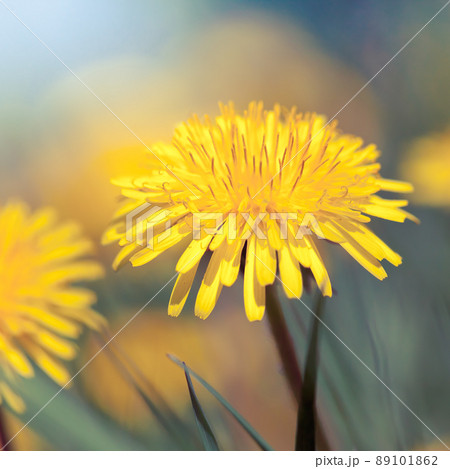 beautiful dandelion 89101862