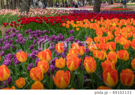茨城県ひたちなか市　ひたち海浜公園の満開のチューリップ 89102133