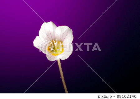 oxalis flower on purple background oxalis flower on purple background 89102140