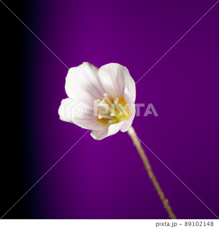 oxalis flower on purple background oxalis flower on purple background 89102148